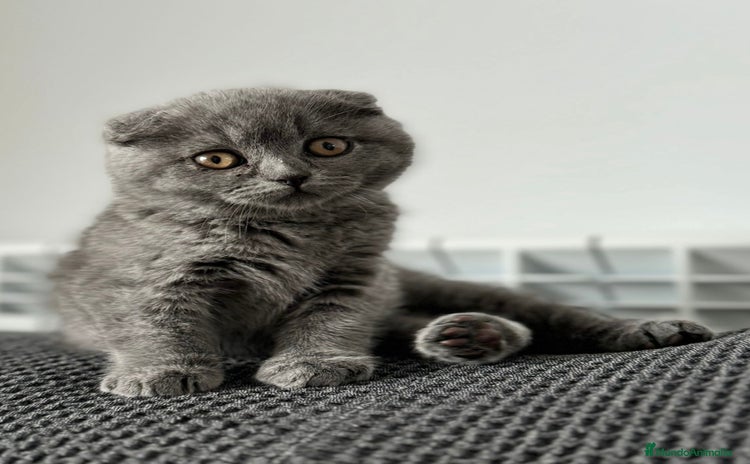 Scottish Fold gatos - Anuncio 1