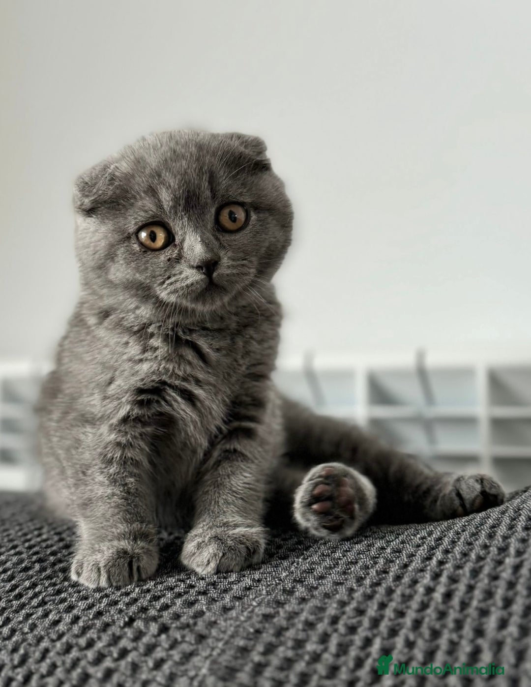 Scottish Fold gatos en venta: HEMBRA SCOTTISH FOLD BLUE - Imagen 1