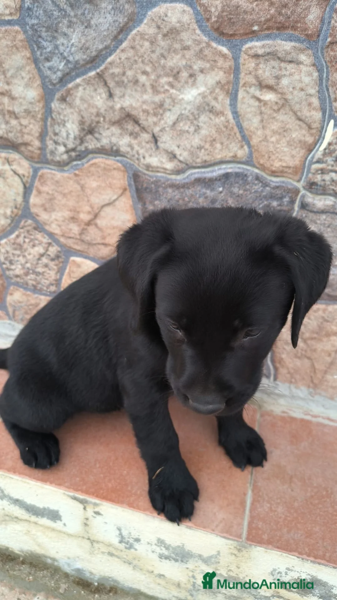 Labrador Retriever perros en venta: Labrador retriever  - Anuncio 2
