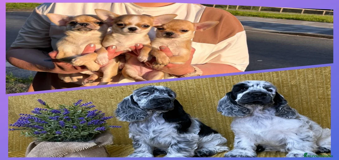 Imagen de galería {{count}}