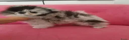Pomerania perros en venta: Pomerania TOY Merle macho espectacular  - Anuncio 7