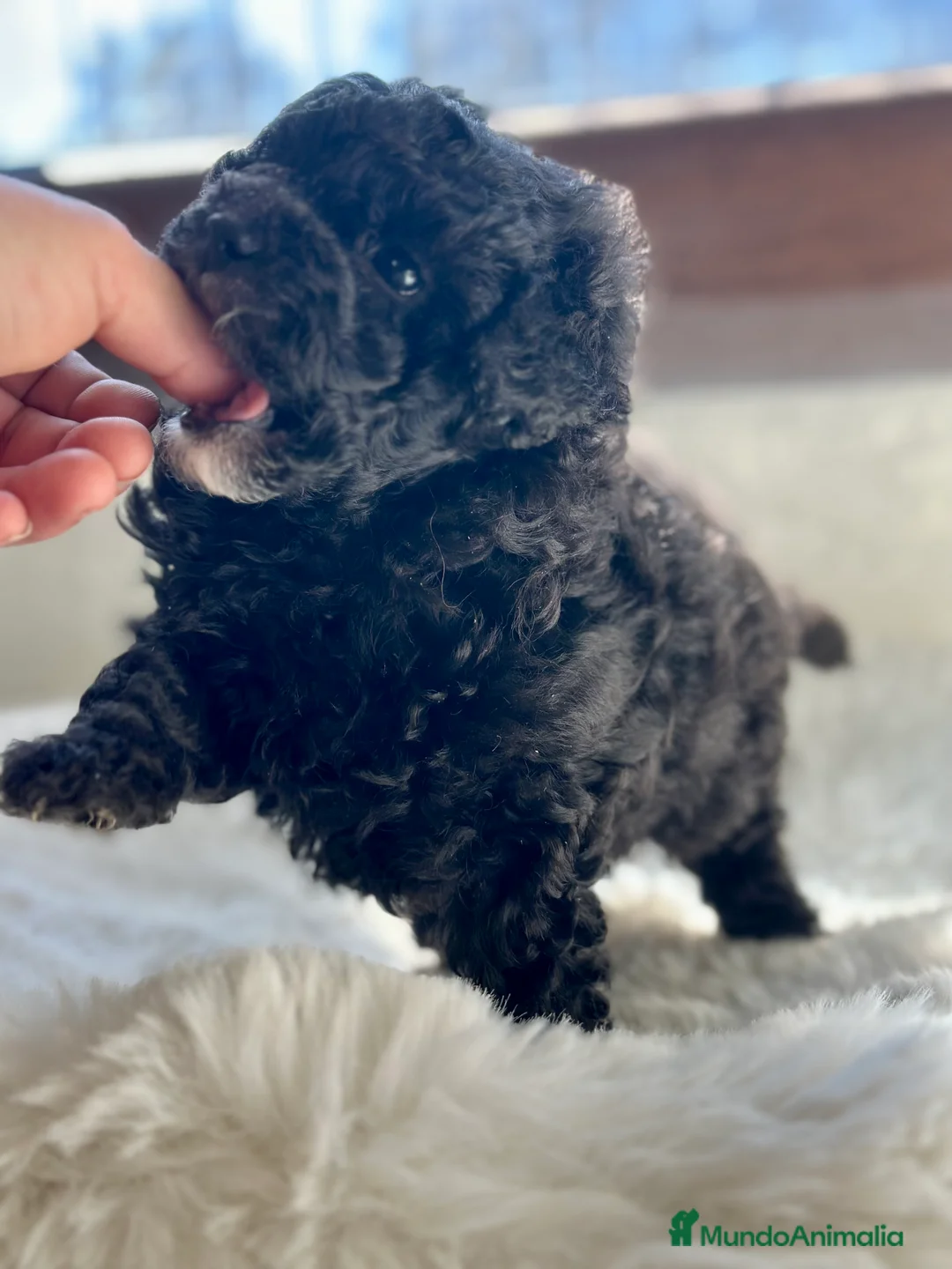 Caniche Toy perros en venta: CANICHE TOY LÍNEA COREANA DISPONIBLE en Barcelona - Anuncio 2