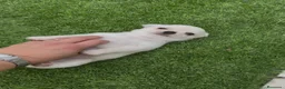 Chihuahua perros en venta: Osito de algodón chihuahua blanco  - Anuncio 2