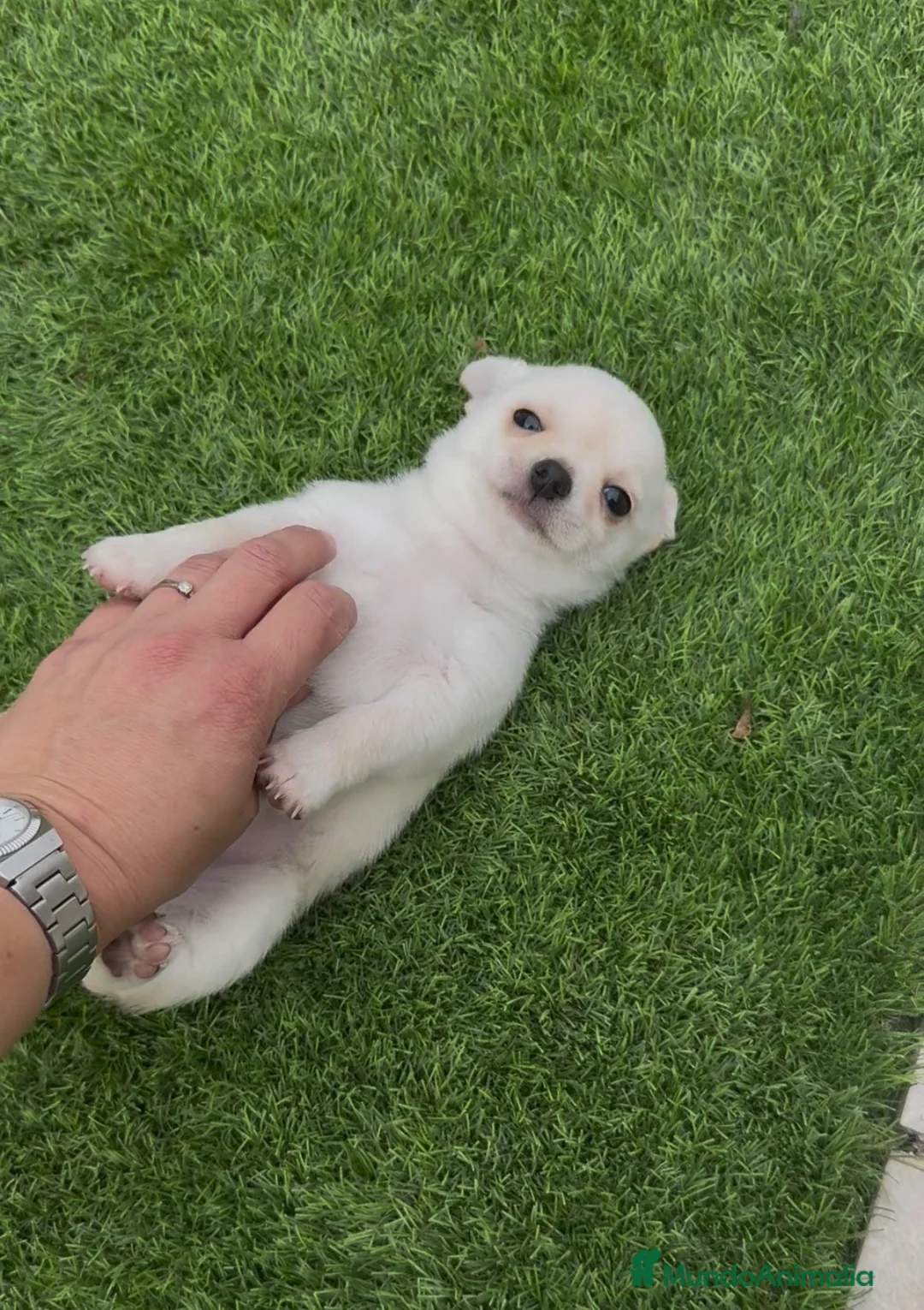 Chihuahua perros en venta: Osito de algodón chihuahua blanco  - Anuncio 2