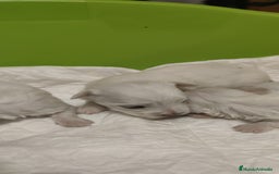 Bichón Maltés perros en venta: Bichón Maltés Toy  - Imagen 9