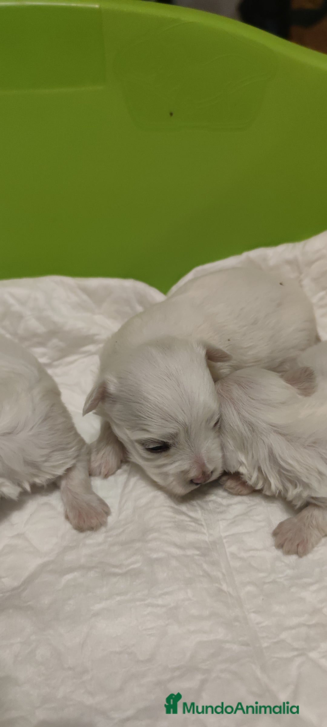 Bichón Maltés perros en venta: Bichón Maltés Toy  - Imagen 9