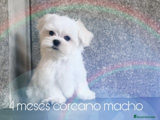 Bichón Maltés perros - Anuncio 4