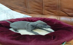 Pequeño Lebrel Italiano perros en venta: Piccolo lebrel blue - Anuncio 1