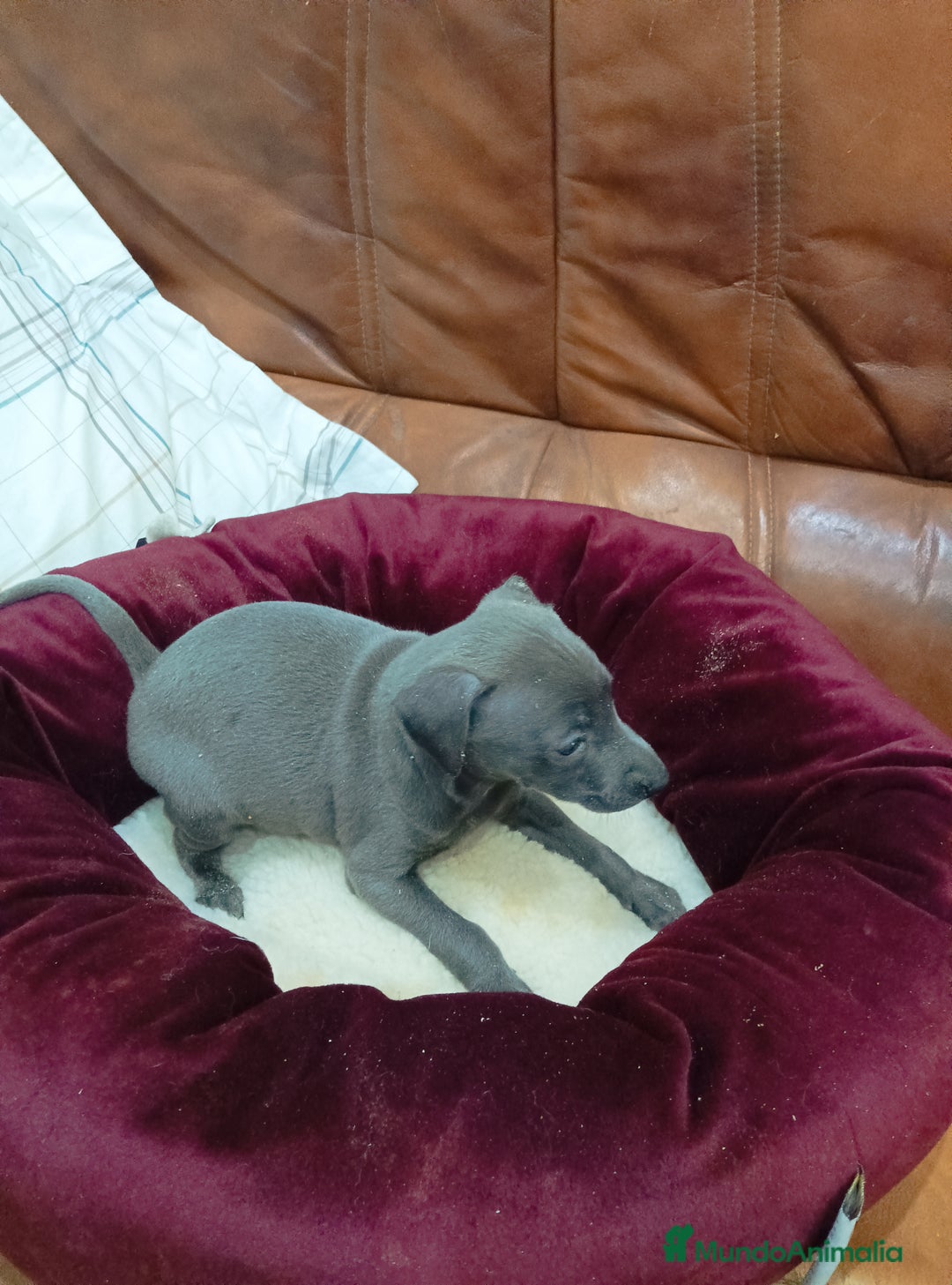 Pequeño Lebrel Italiano perros en venta: Piccolo lebrel blue - Anuncio 1