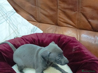 Pequeño Lebrel Italiano perros Piccolo lebrel blue - Anuncio 1