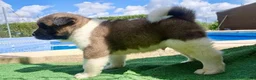 Akita Inu perros en venta: Akita Inu  - Anuncio 2