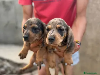 Teckel Miniatura perros Teckel miniatura merles choco - Anuncio 1