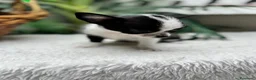 Chihuahua perros en venta: CHIHUAHUA - HEMBRA - Anuncio 14