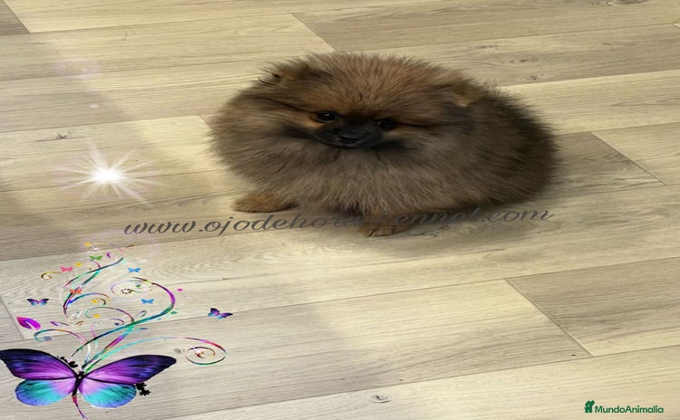 Pomerania perros - Propaganda 3