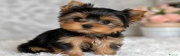 Yorkshire Terrier perros en venta: YORKSHIRE HEMBRA / MACHO  - Anuncio 1