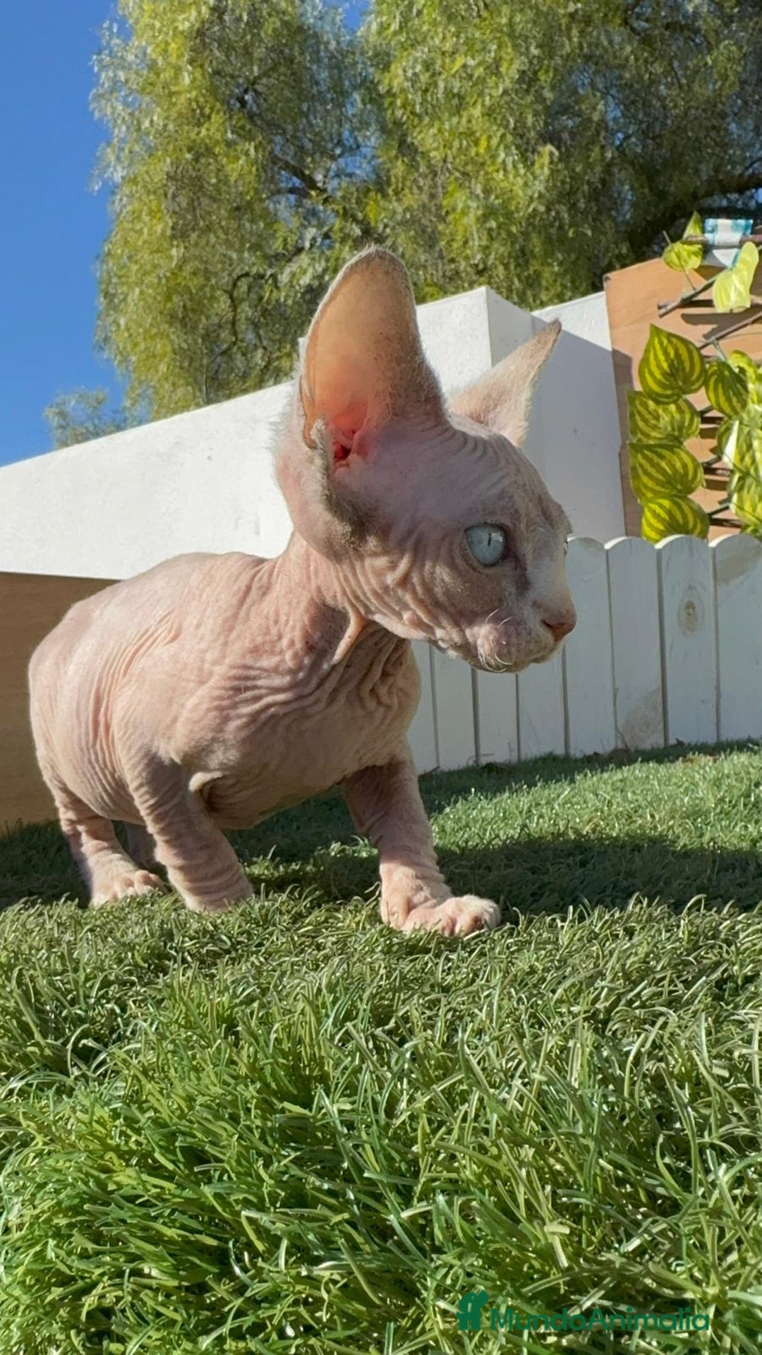 Sphynx gatos en venta: GATITAS SpHYNX - Anuncio 18