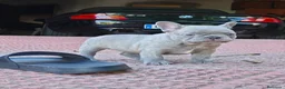 Bulldog Francés perros en venta: Bulldog francés lilac - Anuncio 2