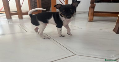 Ratón de Praga perros - Anuncio 8