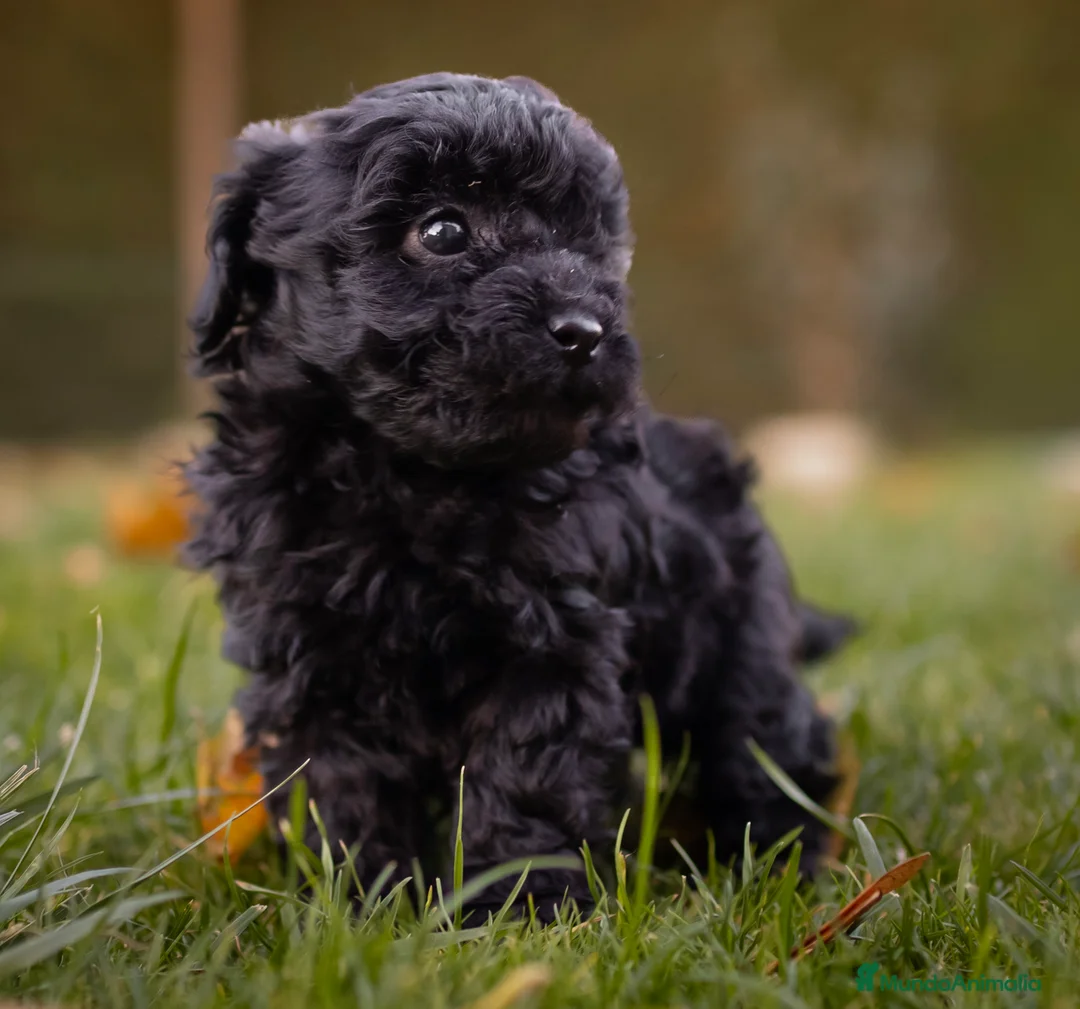 Caniche Toy perros en venta: Camada caniche Toy negro - Anuncio 1