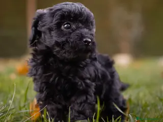 Caniche Toy perros Camada caniche Toy negro - Anuncio 1