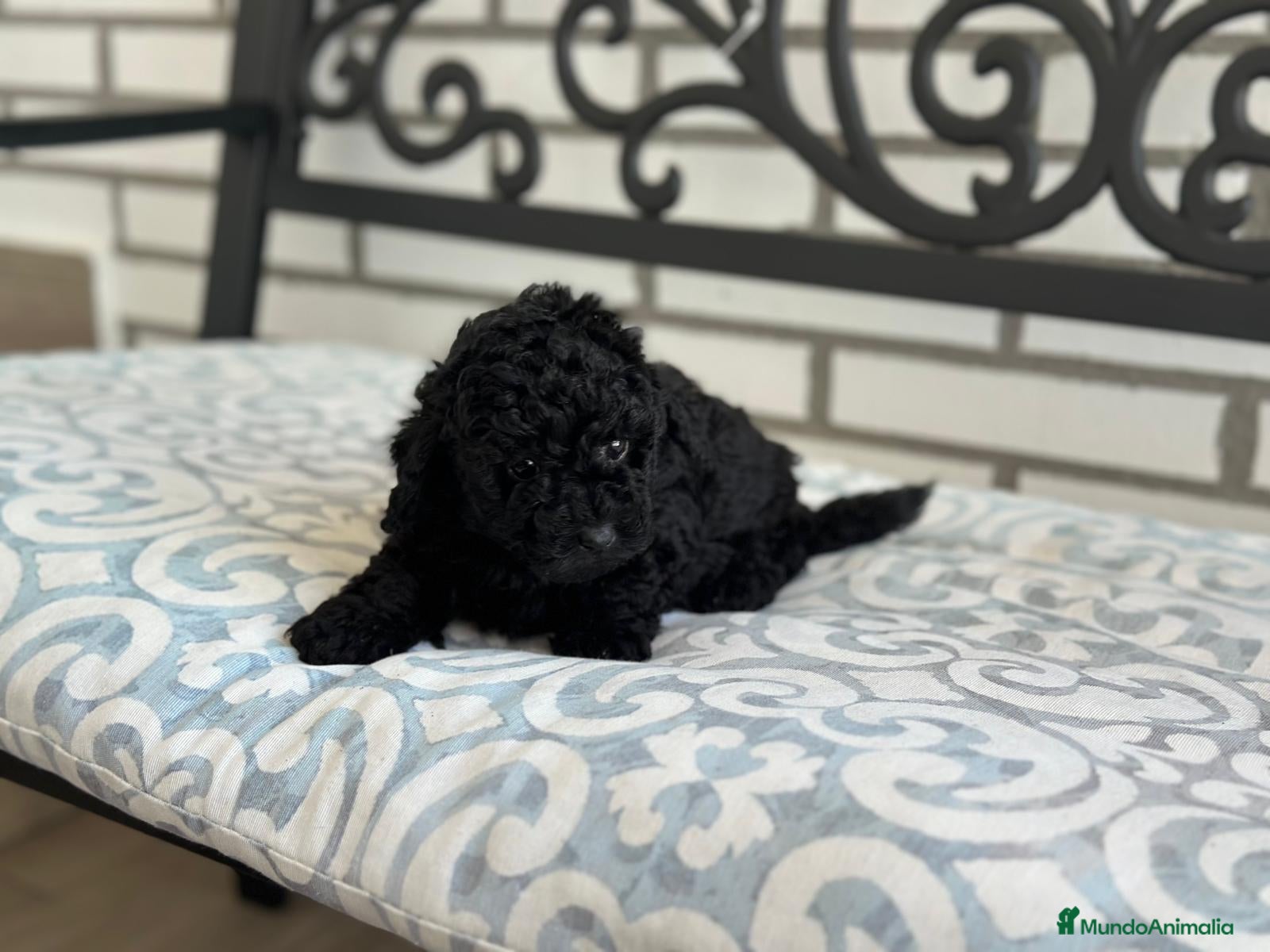 Caniche Toy perros CANICHE TOY NEGRO  - Anuncio 2