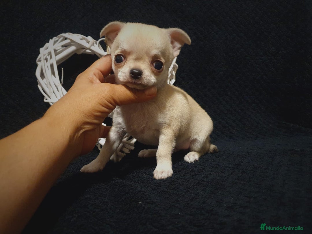 Chihuahua perros en venta: Chiguagua - Imagen 3