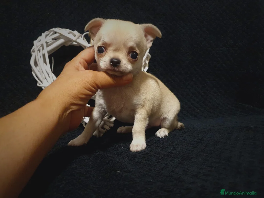 Chihuahua perros en venta: Chiguagua - Anuncio 3