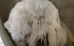 Bichón Maltés perros en venta: Bichón Maltés Toy  - Imagen 6