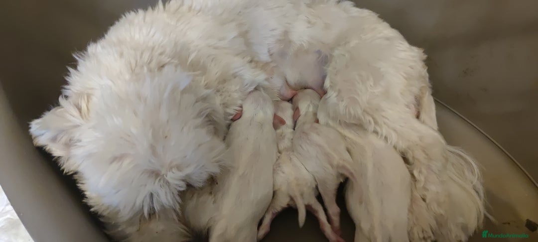 Bichón Maltés perros en venta: Bichón Maltés Toy  - Imagen 6
