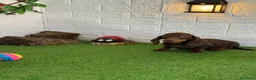 Teckel Miniatura perros en venta: Teckel de pelo fino miniatura - Anuncio 5