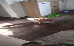 Chihuahua perros en venta: Camada de chihuahua  - Imagen 5