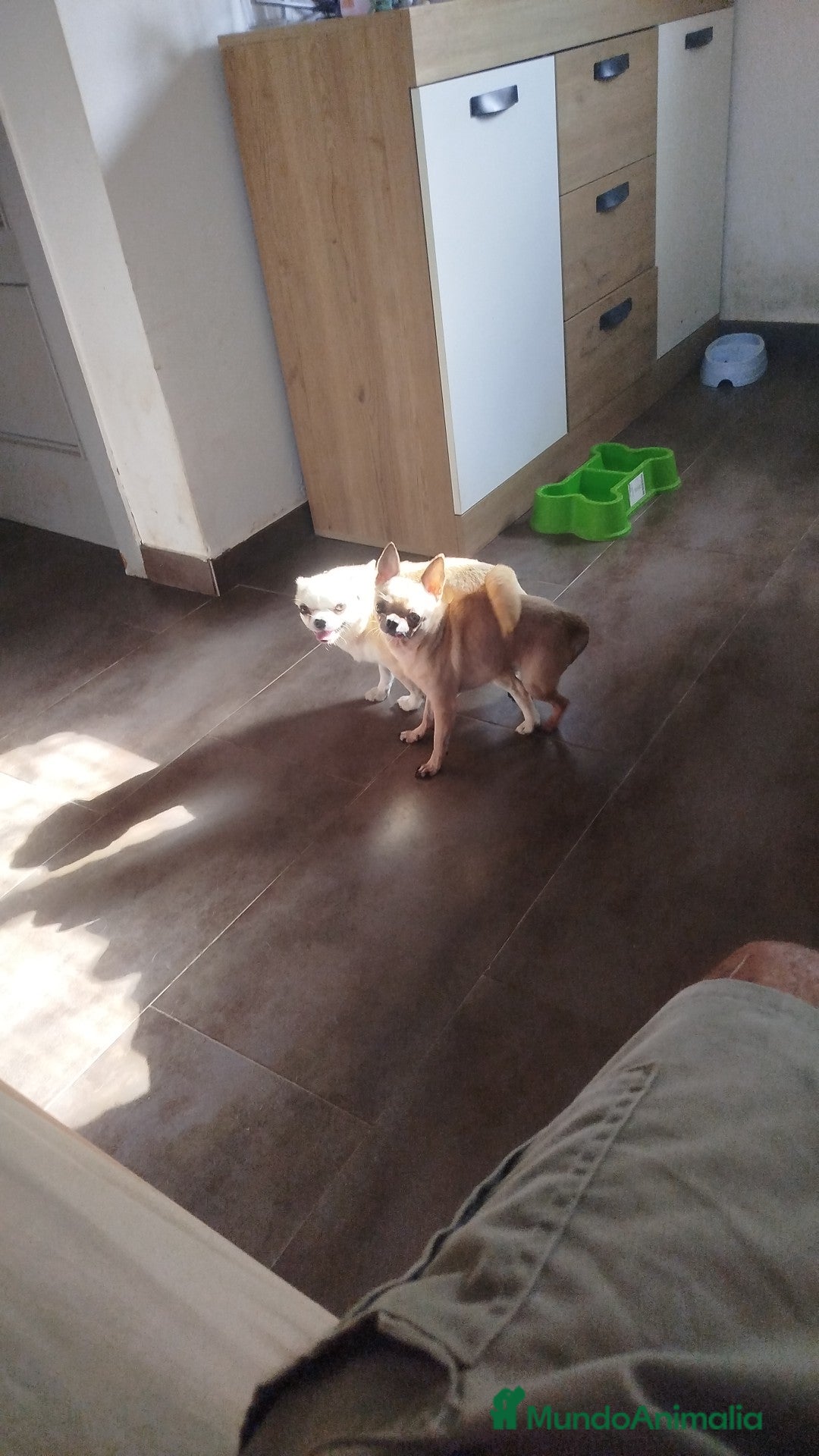 Chihuahua perros en venta: Camada de chihuahua  - Imagen 5