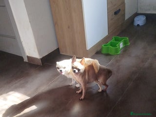 Chihuahua perros - Anuncio 14