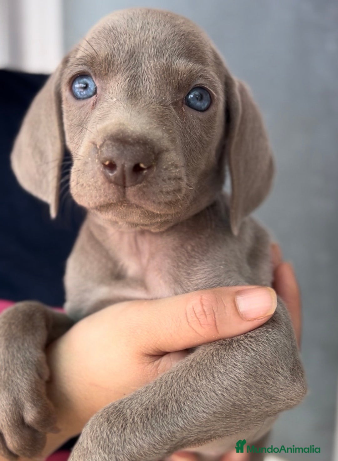 Weimaraner perros en venta: Braco de weimar de ojos azules  en Barcelona - Imagen 2