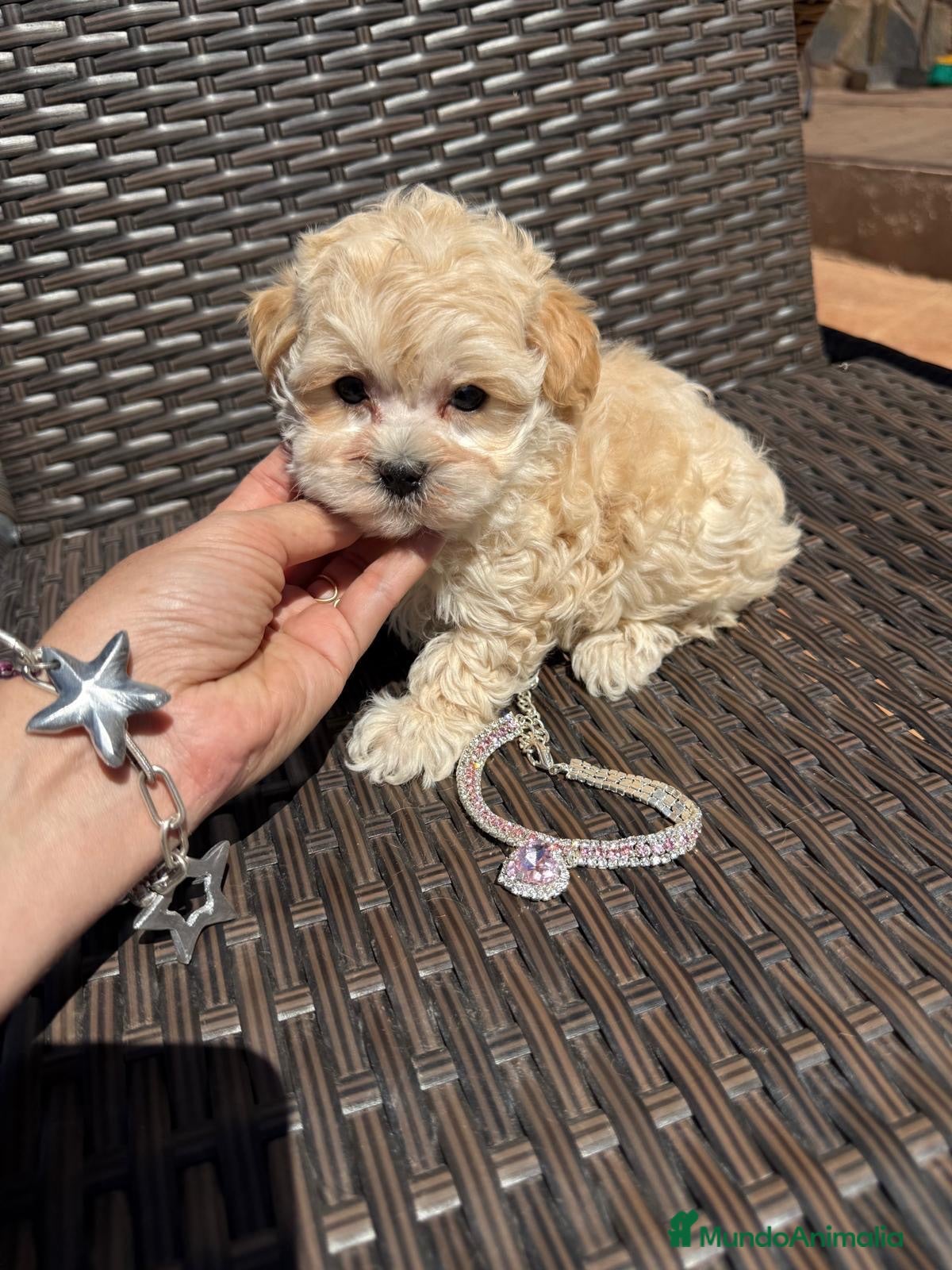 Maltipoo perros Maltipoo Hembra toy disponible!!! - Anuncio 1