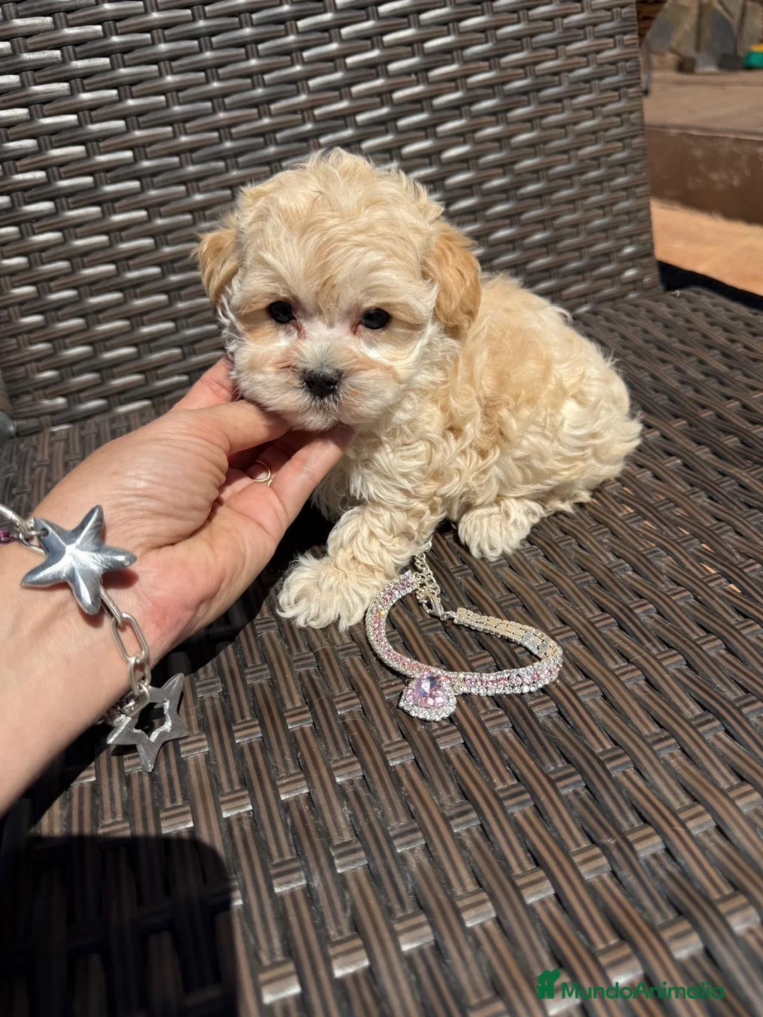 Maltipoo perros en venta: Maltipoo Hembra toy disponible!!! - Anuncio 1