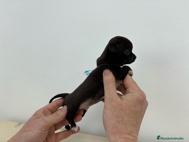 Chihuahua perros en Alicante - Anuncio 9