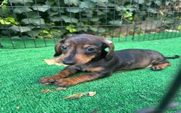 Teckel Miniatura perros en venta: teckel arlequin  - Imagen 4