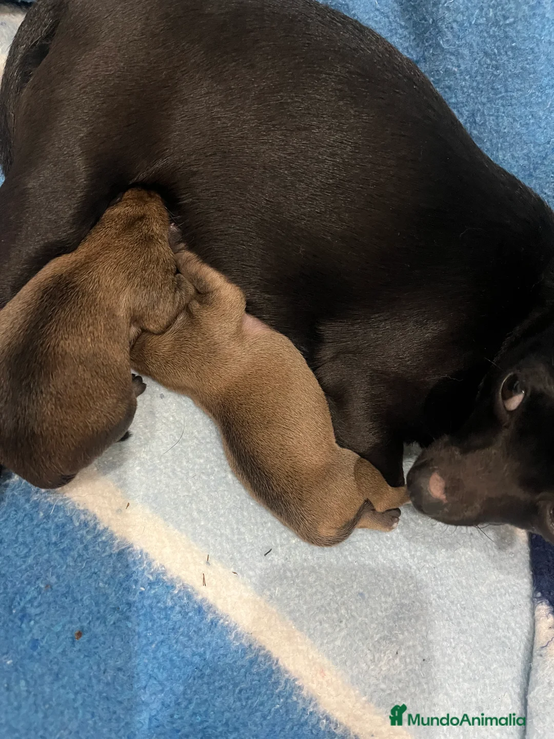 Chihuahua perros en venta: Chihuahua  - Anuncio 1