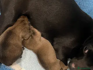 Chihuahua perros Chihuahua - Anuncio 2