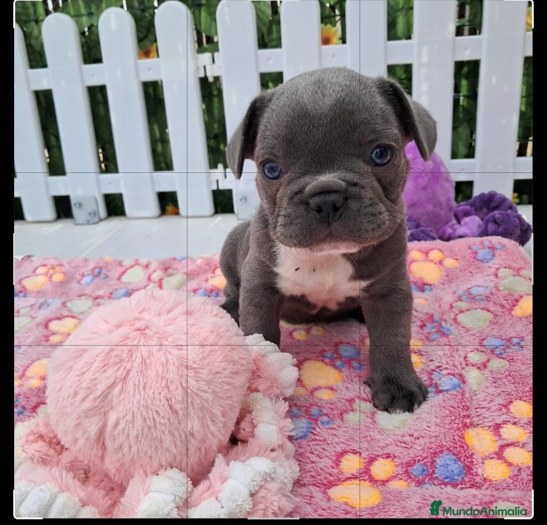 Bulldog Francés perros Bebés Bulldog Francés Blue  - Anuncio 1