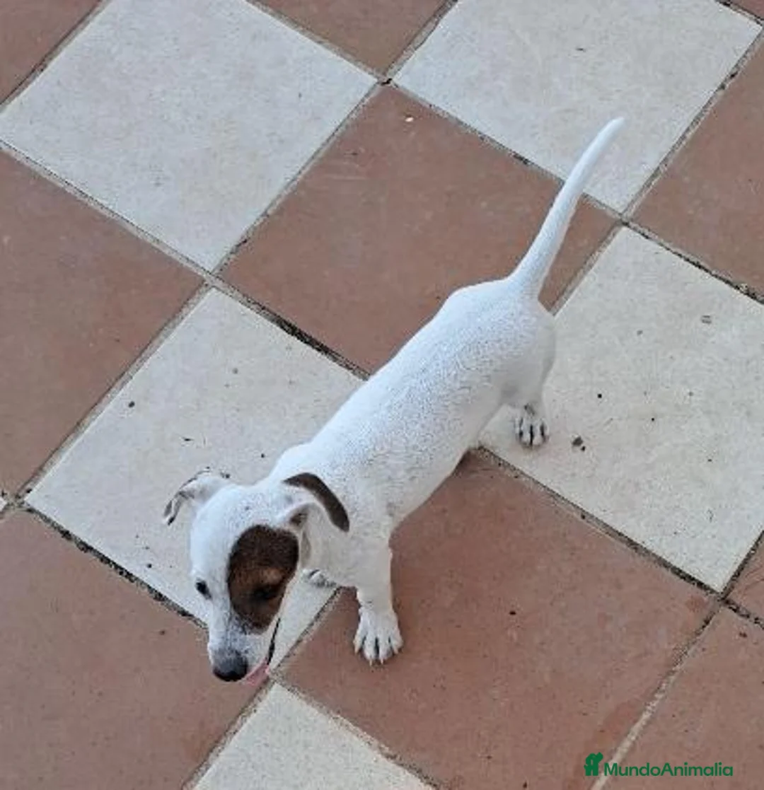 Jack Russell Terrier perros en venta: Jack russell  - Anuncio 2