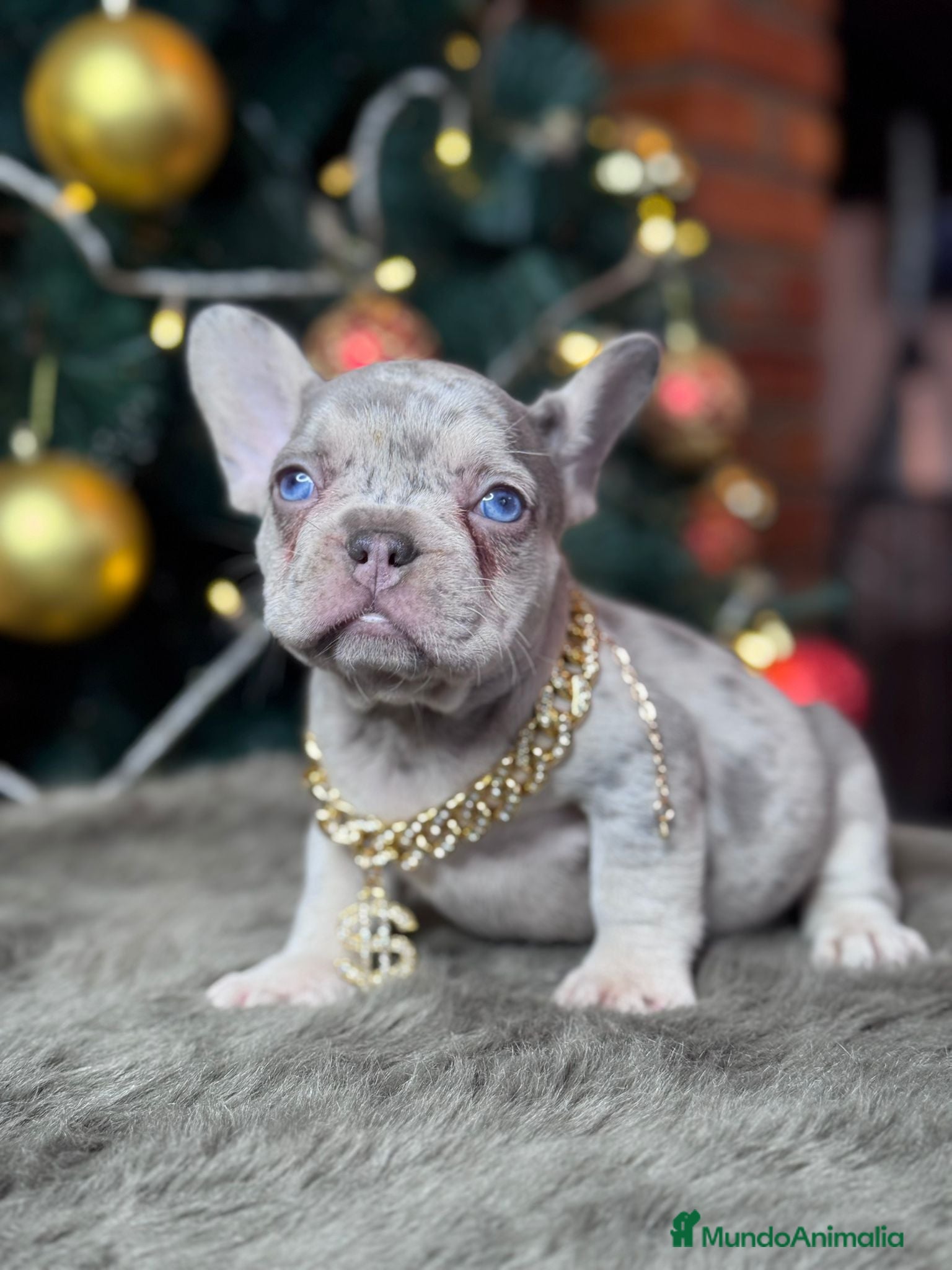 Bulldog Francés perros Bulldog francés puppy  - Anuncio 2