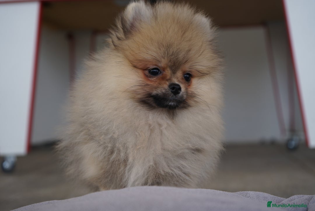 Pomerania perros en venta: 🔥 Sparky – Pomerania Mini Toy rojo 🐾 - Imagen 2