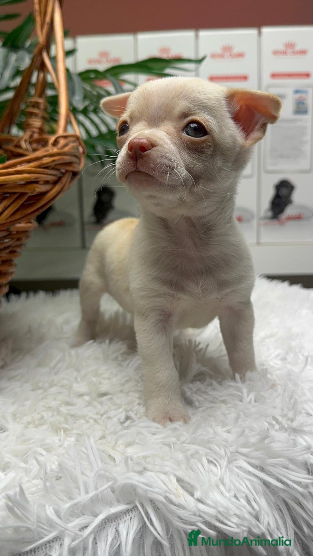 Chihuahua perros en venta: CHIHUAHUA MACHO - Anuncio 10