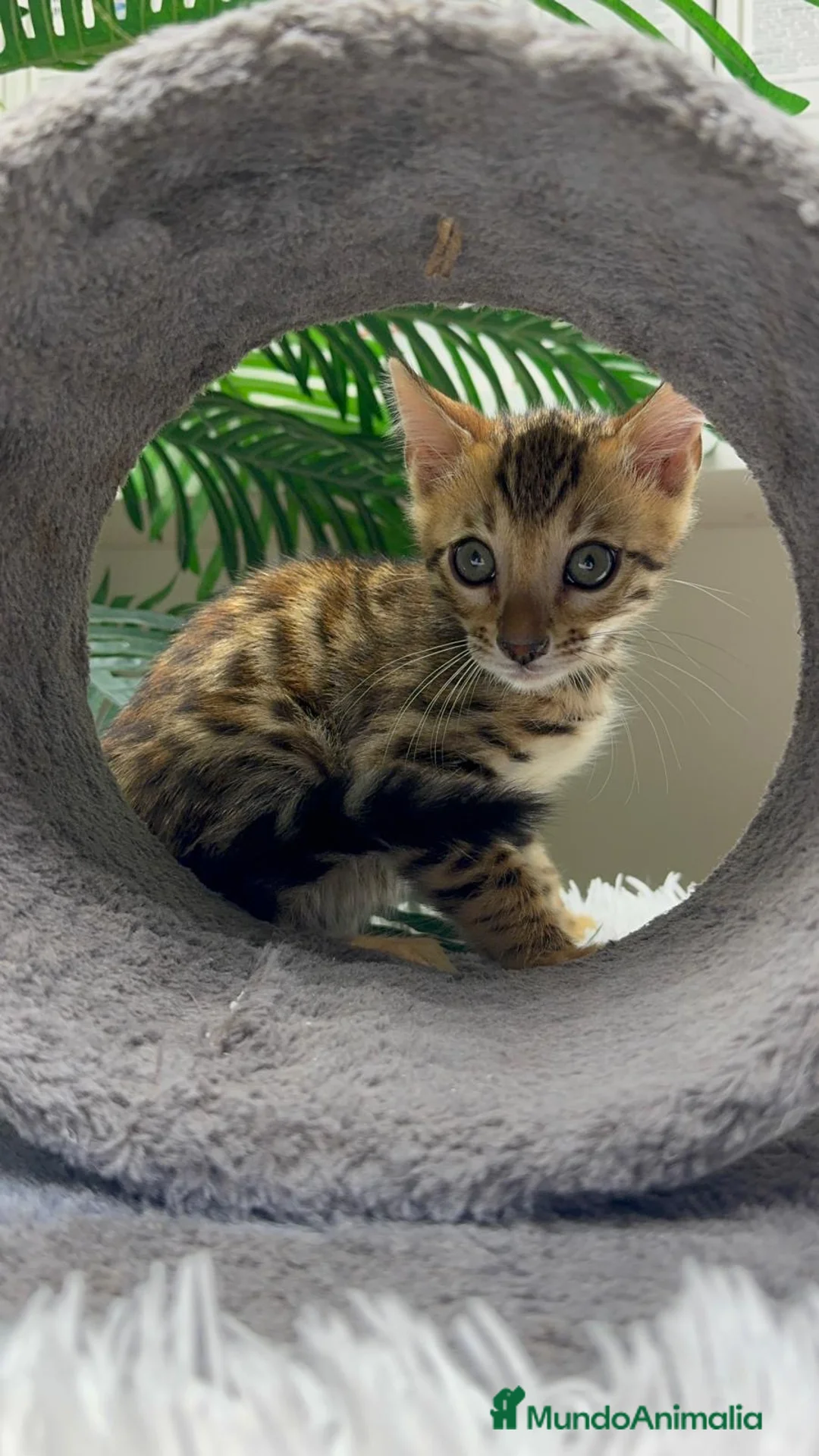 Bengalí gatos en venta: GATITO BENGALI - Anuncio 10