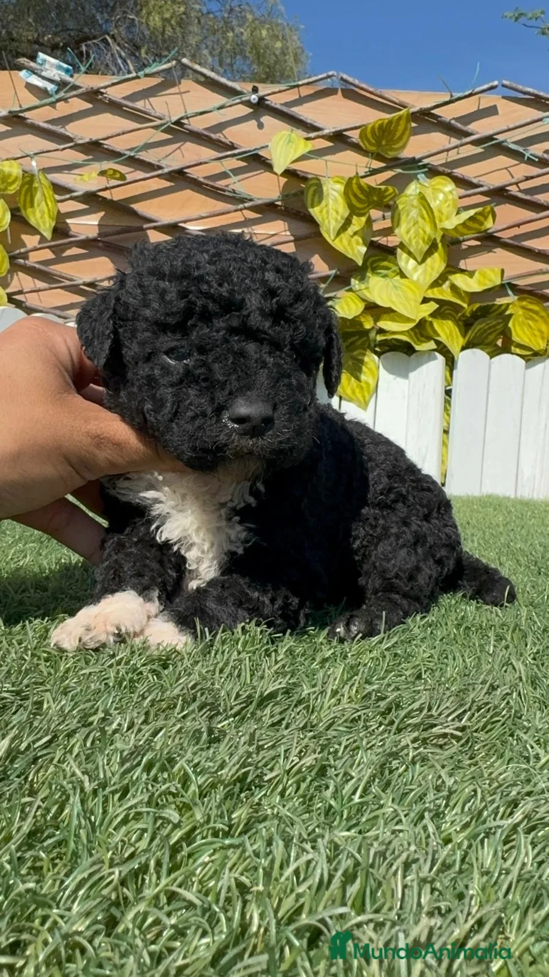 Perro de Agua Español perros en venta: PERRO DE AGUA  - Anuncio 1