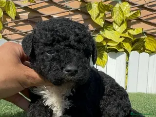 Perro de Agua Español perros PERRO DE AGUA - Anuncio 1