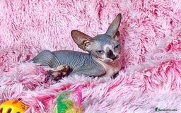 Sphynx gatos en venta: Gatita blue/bicolor - Imagen 2