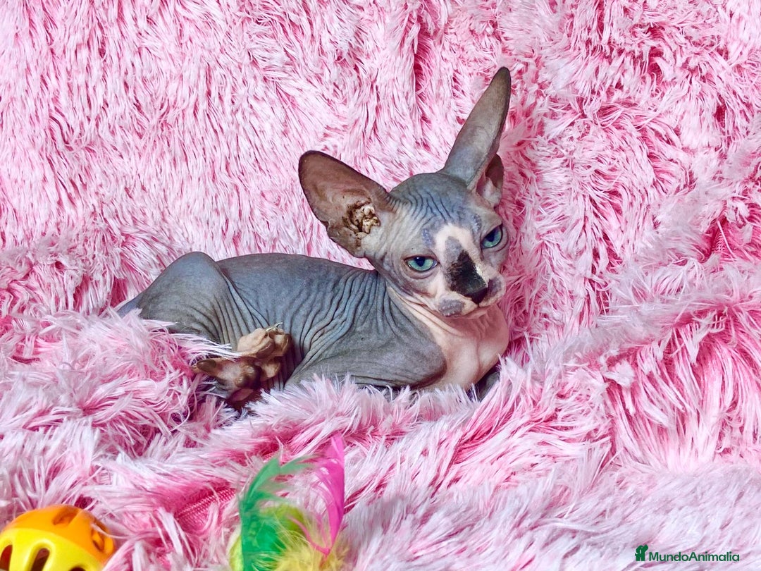 Sphynx gatos en venta: Gatita blue/bicolor - Imagen 2